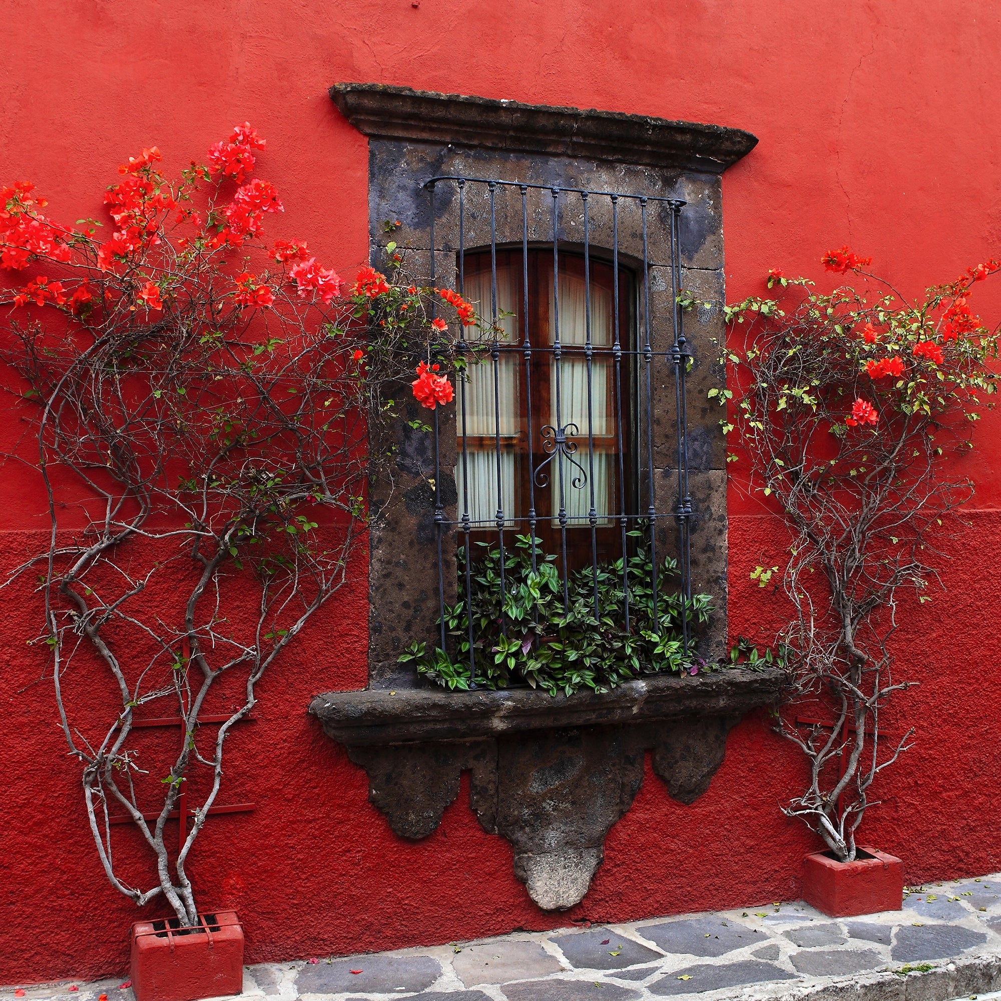 West of the Wind Outdoor Canvas Wall Art - Roses in Red