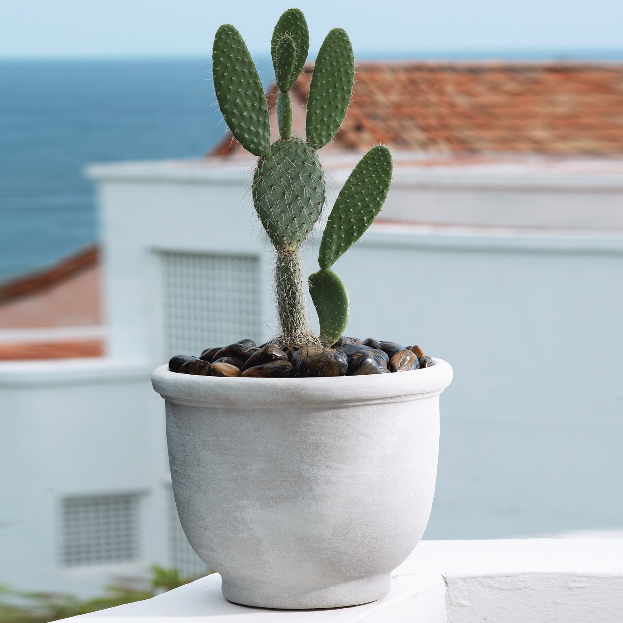 Agave Planter 14" Diameter