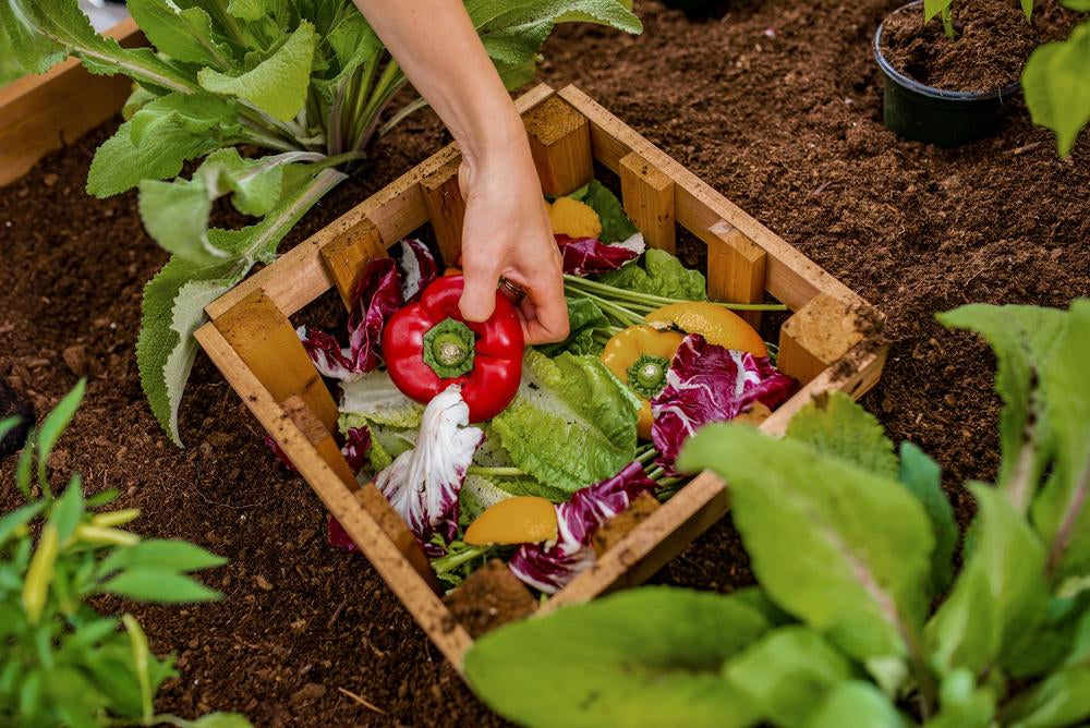 Vita Mezza 3'x5' Cedar Keyhole Composting Garden Bed