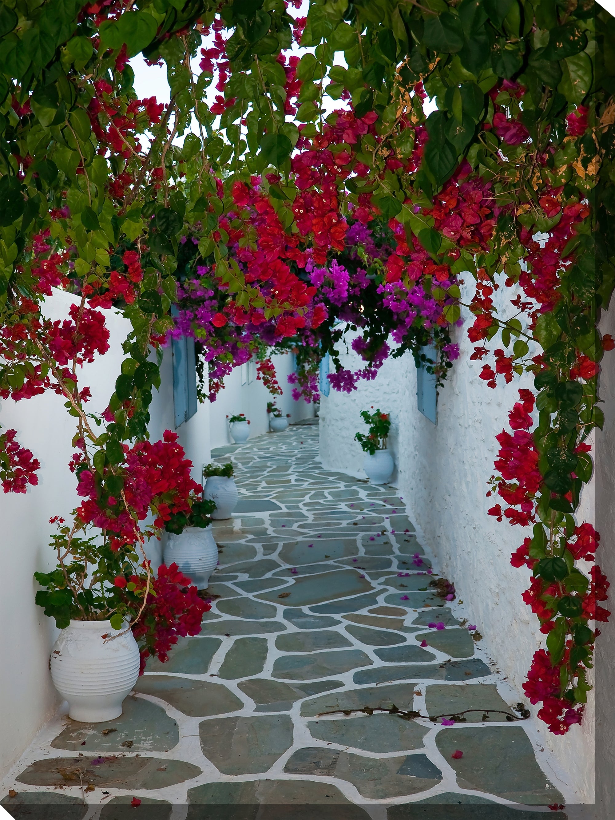 West of the Wind Outdoor Canvas 30”x40” Wall Art - Bougainvillea Path